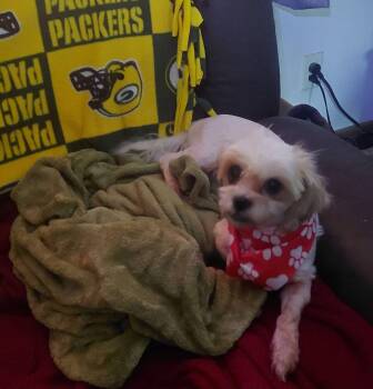 Annie -  Shih Tzu and Bichon Frise Dog for Adoption in Union Grove, Wisconsin - Annie | PetCurious