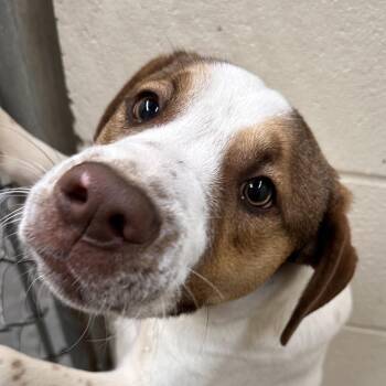 Dachshund and Bulldog Dogs Available for Adoption in Andover, Massachusetts - Tobias Terrific | PetCurious