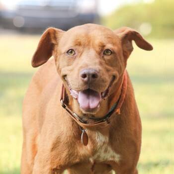 Waffles -  Pit Bull Terrier Dog for Adoption in Columbia, South Carolina - Waffles | PetCurious