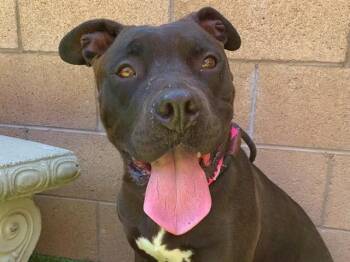 PRINCESS -  Pit Bull Terrier and Mixed Breed Dog for Adoption in Moreno Valley, California - PRINCESS | PetCurious