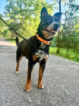 Terrier Dogs Available for Adoption in Waverly, Tennessee - HOWIE | PetCurious