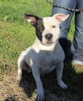 Jake -  Pit Bull Terrier Dog for Adoption in Elmhurst, Illinois - Jake | PetCurious