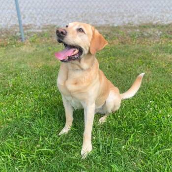Hank -  Yellow Labrador Retriever Dog for Adoption in Erie, Pennsylvania - Hank | PetCurious