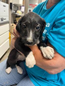Ivy -  Labrador Retriever and Terrier Dog for Adoption in Hopkinsville, Kentucky - Ivy | PetCurious