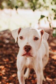 93485a Bonnie Bella -  American Staffordshire Terrier and Mixed Breed Dog for Adoption in North Charleston, South Carolina - 93485a Bonnie Bella | PetCurious