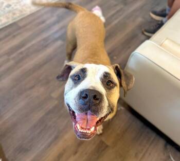 American Bulldog and Boxer Dogs Available for Adoption in Friendswood, Texas - Tootie Cutie The Snorty Snuggly Princess | PetCurious