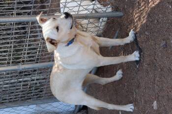 Rescue Labrador Retriever Dogs for Adoption in Leakey, Texas - Comet | PetCurious