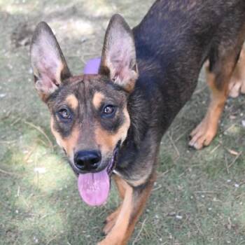 Australian Kelpie Dogs Available for Adoption in Flagstaff, Arizona - Crush | PetCurious