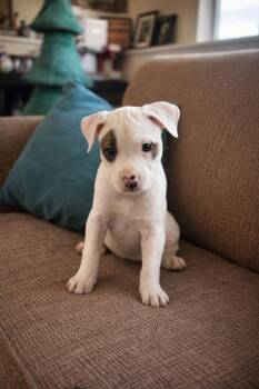 Mixed Breed Dogs Available for Adoption - Snap | PetCurious