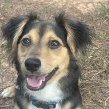 Chase -  Dachshund Dog for Adoption in Waxhaw, North Carolina - Chase | PetCurious