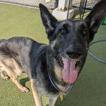 Mascarpone -  German Shepherd Dog and Mixed Breed Dog for Adoption in Houston, Texas - Mascarpone | PetCurious