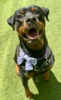 LOTTIE -  Rottweiler Dog for Adoption in San Francisco, California - LOTTIE | PetCurious