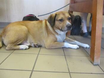 Rescue Beagle and Mixed Breed Dogs for Adoption in Ocala, Florida - JASPER | PetCurious