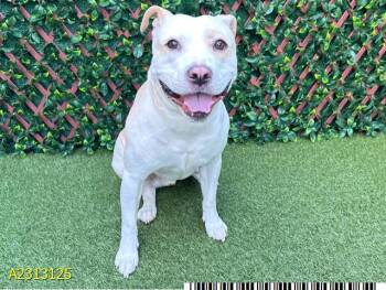 Rescue Mixed Breed Dogs for Adoption in West Palm Beach, Florida - TOGA | PetCurious