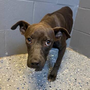 TUSC-Stray-85588 -  Pit Bull Terrier and Mixed Breed Dog for Adoption in Tuscaloosa, Alabama - TUSC-Stray-85588 | PetCurious