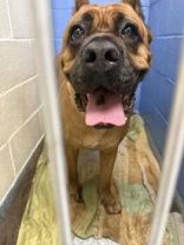 Rescue Mastiff Dogs for Adoption in Charleston, South Carolina - Katrina | PetCurious