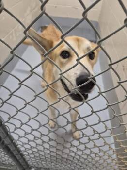 Pen 133 -  Shepherd Dog for Adoption in Lawrenceville, Georgia - Pen 133 | PetCurious