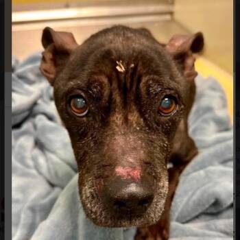 Firecracker -  Chihuahua and Mixed Breed Dog for Adoption in Spring Hill, Kansas - Firecracker | PetCurious