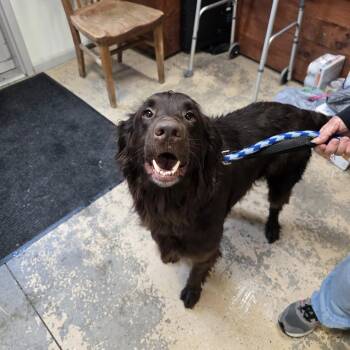 Labrador Retriever and Newfoundland Dog Dogs Available for Adoption in Saint Marys, Pennsylvania - Buford | PetCurious