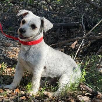 Falcon -  Miniature Poodle Dog for Adoption in Hondo, Texas - Falcon | PetCurious