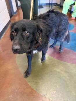Cookie -  Mixed Breed Dog for Adoption in Gallatin, Tennessee - Cookie | PetCurious