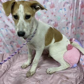 A613600 -  Pit Bull Terrier and Border Collie Dog for Adoption in Modesto, California - A613600 | PetCurious
