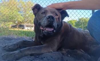 Chow Chow and Mixed Breed Dogs Available for Adoption in Palm Coast, Florida - Mandarin | PetCurious