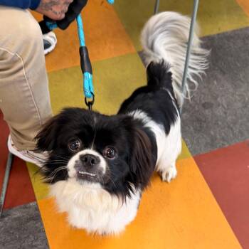 Oreo Pie -  Japanese Chin Dog for Adoption in West Chester, Pennsylvania - Oreo Pie | PetCurious