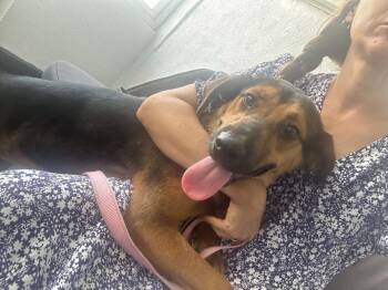 Penelope -  Foxhound and Shepherd Dog for Adoption in Escondido, California - Penelope | PetCurious