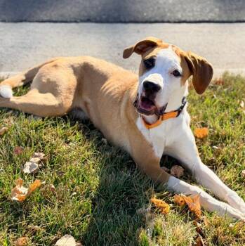 Rescue Boxer and Mixed Breed Dogs for Adoption in Mead, Colorado - Waffle | PetCurious