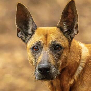 Rescue Belgian Shepherd Malinois Dogs for Adoption in Decatur, Georgia - Mariposa | PetCurious