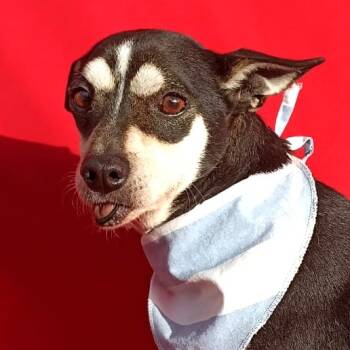 Rescue Miniature Pinscher and Mixed Breed Dogs for Adoption in San Diego, California - Rambo | PetCurious