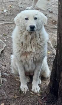 Rescue Great Pyrenees and Maremma Sheepdog Dogs for Adoption in Mouth Of Wilson, Virginia - Betty | PetCurious