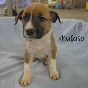 Mufasa -  Pit Bull Terrier and Australian Shepherd Dog for Adoption in Parkersburg, West Virginia - Mufasa | PetCurious