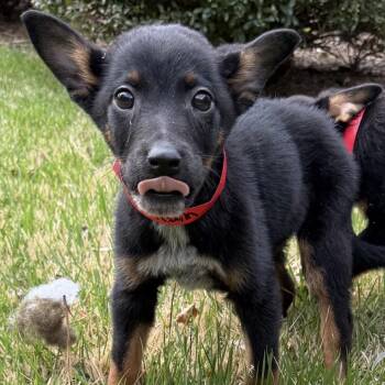 Terrier and Mixed Breed Dogs Available for Adoption in Brownsboro, Alabama - Clementine | PetCurious