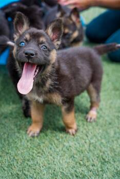Dawn -  German Shepherd Dog Dog for Adoption - Dawn | PetCurious