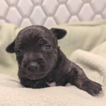 Pop -  Chihuahua Dog for Adoption in Durham, North Carolina - Pop | PetCurious