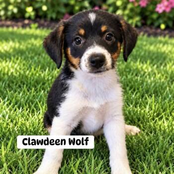 Clawdeen Wolf -  Mixed Breed Dog for Adoption in Brewton, Alabama - Clawdeen Wolf | PetCurious