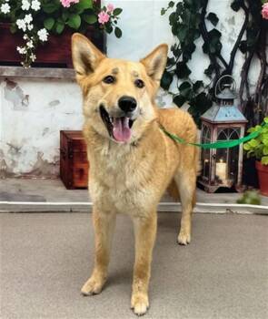 German Shepherd Dog and Mixed Breed Dogs Available for Adoption in San Bernardino, California - AMBER | PetCurious