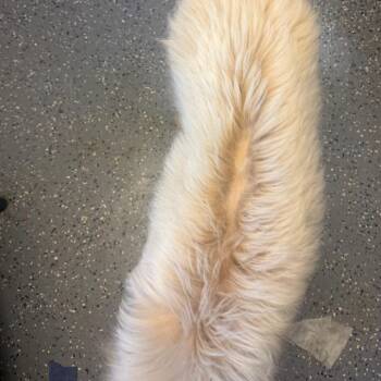TUSC-Stray-85309 -  Great Pyrenees and Mixed Breed Dog for Adoption in Tuscaloosa, Alabama - TUSC-Stray-85309 | PetCurious