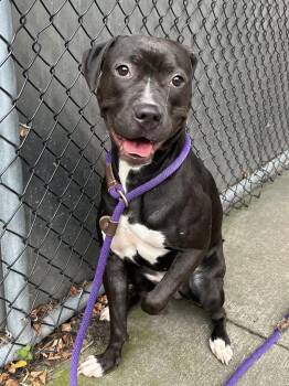 Starlet -  Pit Bull Terrier Dog for Adoption in Chicago, Illinois - Starlet | PetCurious