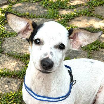 Chihuahua and Rat Terrier Dogs Available for Adoption in Boerne, Texas - Calder | PetCurious