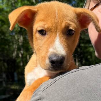 Scout -  Labrador Retriever and Mixed Breed Dog for Adoption in Hagerstown, Maryland - Scout | PetCurious