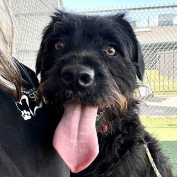 Miniature Poodle and Husky Dogs Available for Adoption in Sacramento, California - Pixie  | PetCurious