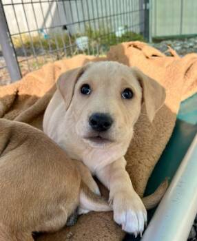 Rescue Labrador Retriever and Hound Dogs for Adoption in Mocksville, North Carolina - Ollie | PetCurious
