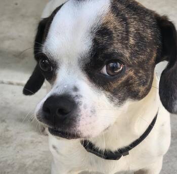 Rescue Pug and Boston Terrier Dogs for Adoption in Boerne, Texas - Simon | PetCurious