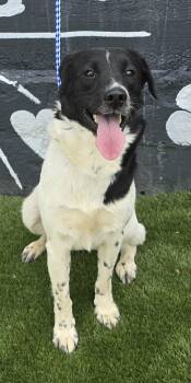 Border Collie and Collie Dogs Available for Adoption in New York, New York - Kinsale | PetCurious