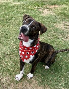 Slate -  Boxer and Pit Bull Terrier Dog for Adoption in Mckinney, Texas - Slate | PetCurious
