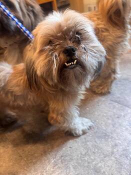 Uno -  Shih Tzu Dog for Adoption in Pottsville, Pennsylvania - Uno | PetCurious