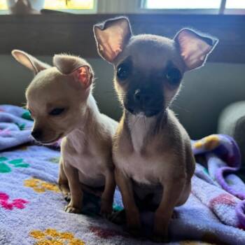 Chihuahua Dogs Available for Adoption in Alma, Wisconsin - Charlotte | PetCurious